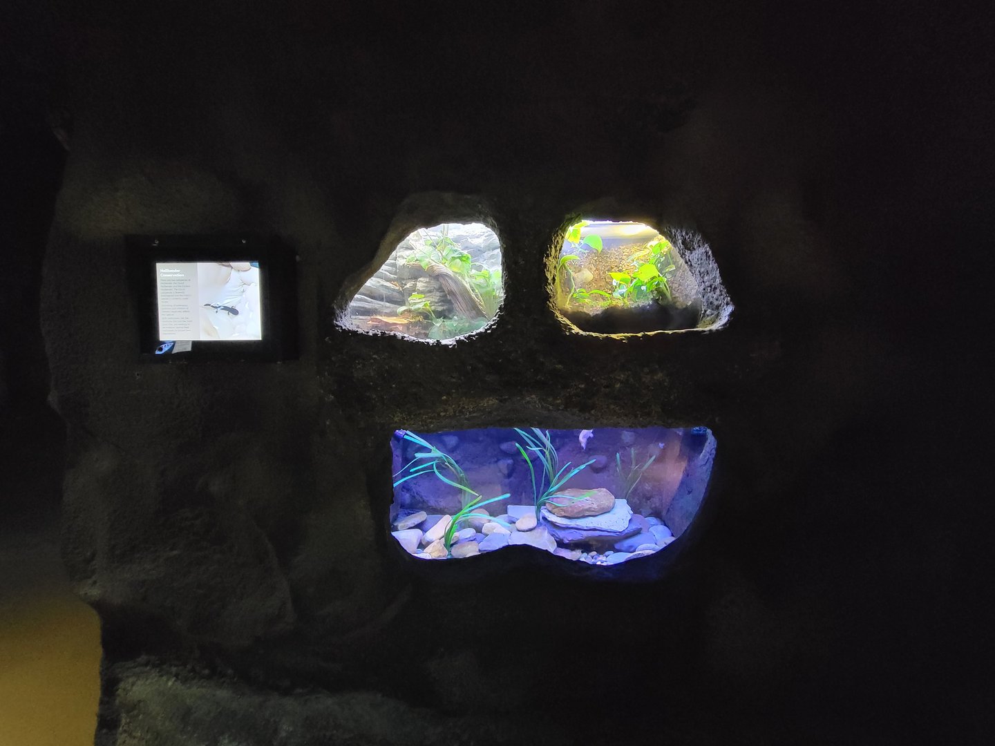 Rosamond Gifford - Gooty sapphire tarantula / eastern tiger salamander / eastern hellbender