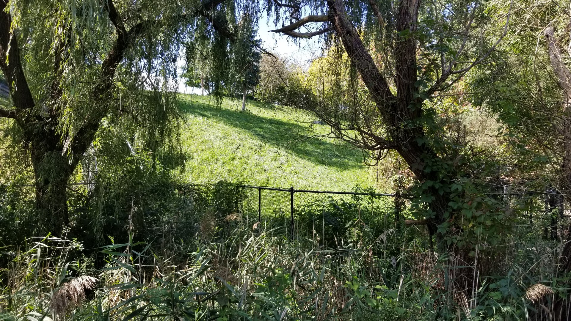 Rosamond Gifford - Gray wolf exhibit
