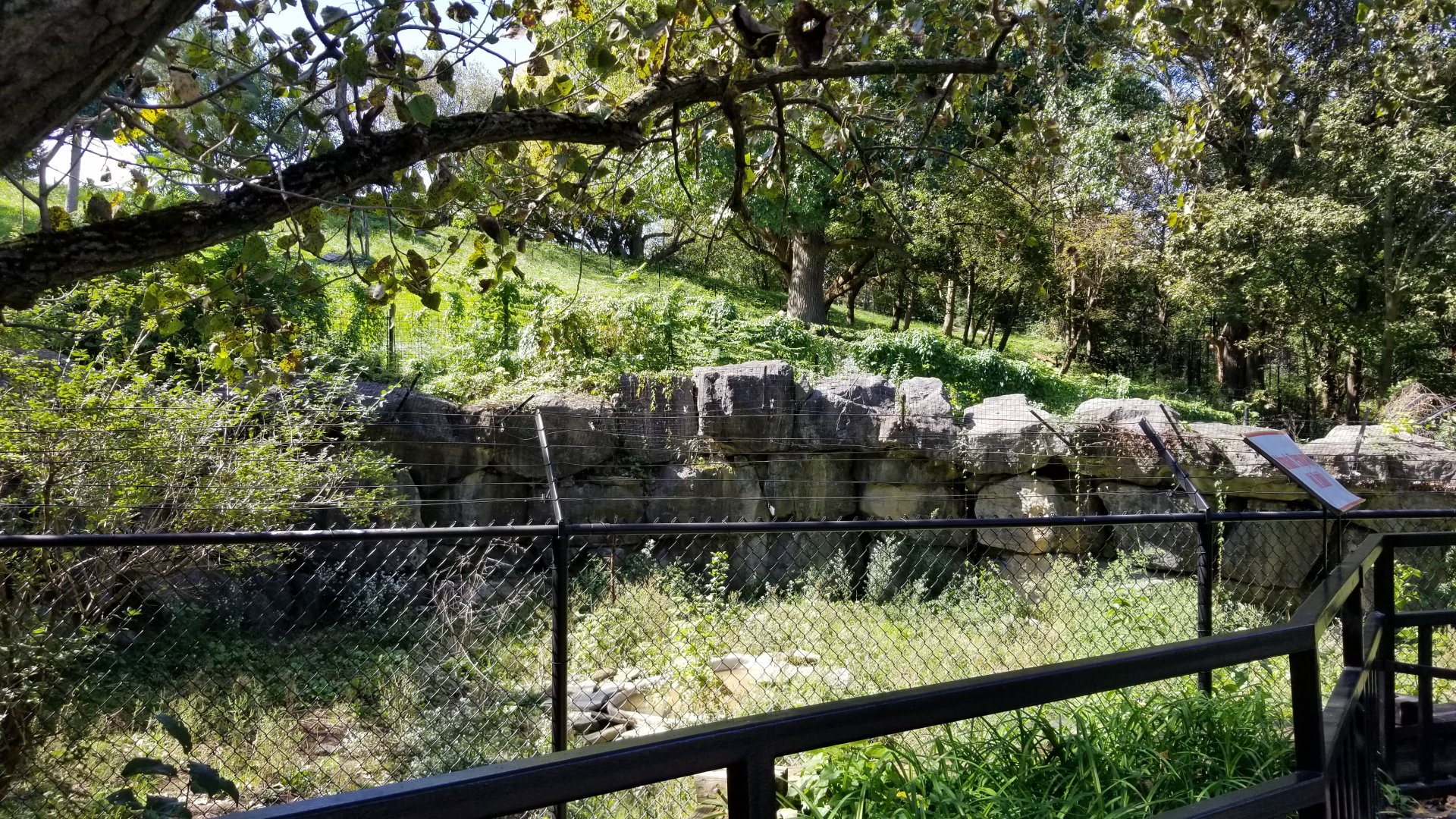 Rosamond Gifford - Gray wolf exhibit