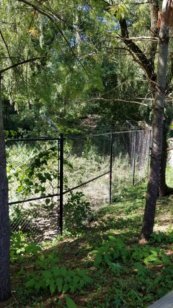 Rosamond Gifford - Gray wolf exhibit