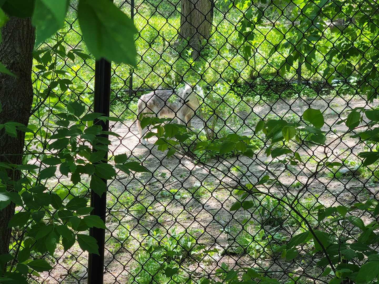 Rosamond Gifford - Gray wolf