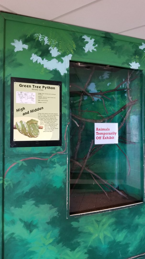 Rosamond Gifford - Green tree python, empty