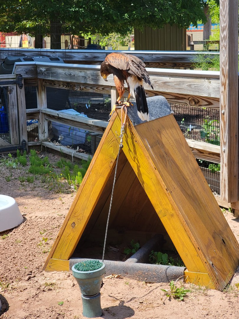 Rosamond Gifford - Harris's hawk trying to walk along the top of the house