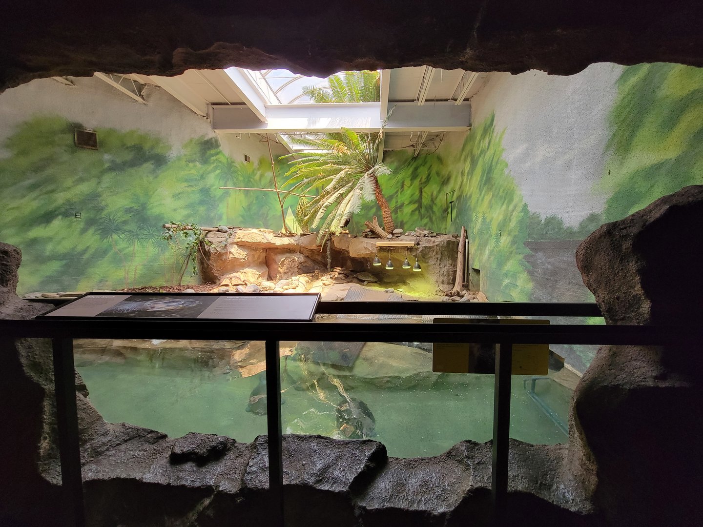 Rosamond Gifford - Helmeted curassow, Arrau turtle, yellow-spotted Amazon river turtle