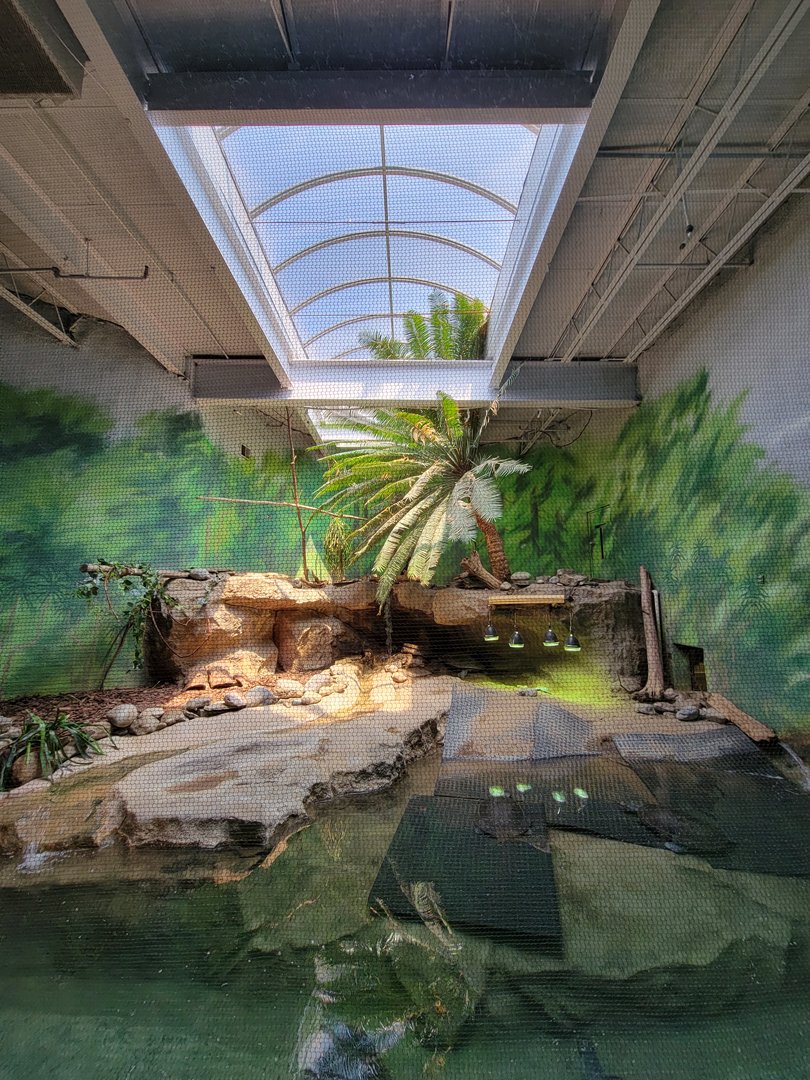 Rosamond Gifford - Helmeted curassow, Arrau turtle, yellow-spotted Amazon river turtle