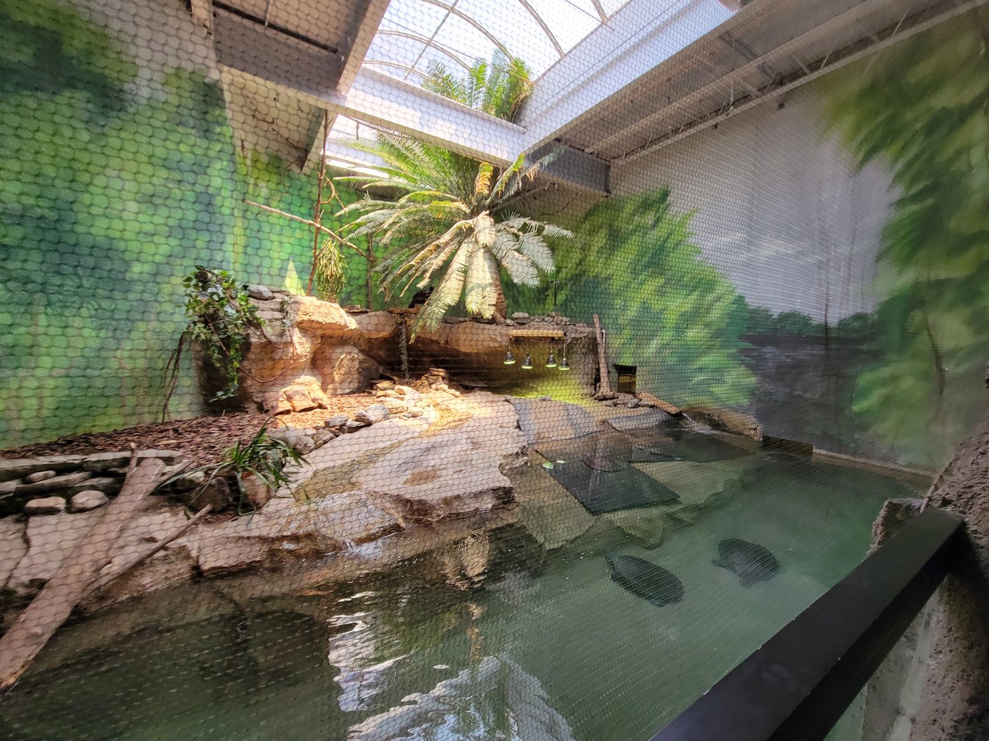 Rosamond Gifford - Helmeted curassow, Arrau turtle, yellow-spotted Amazon river turtle