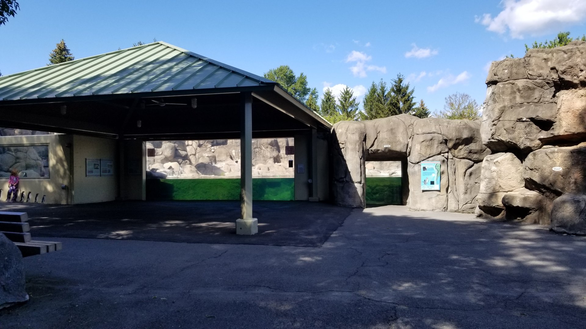 Rosamond Gifford - Huboldt penguins