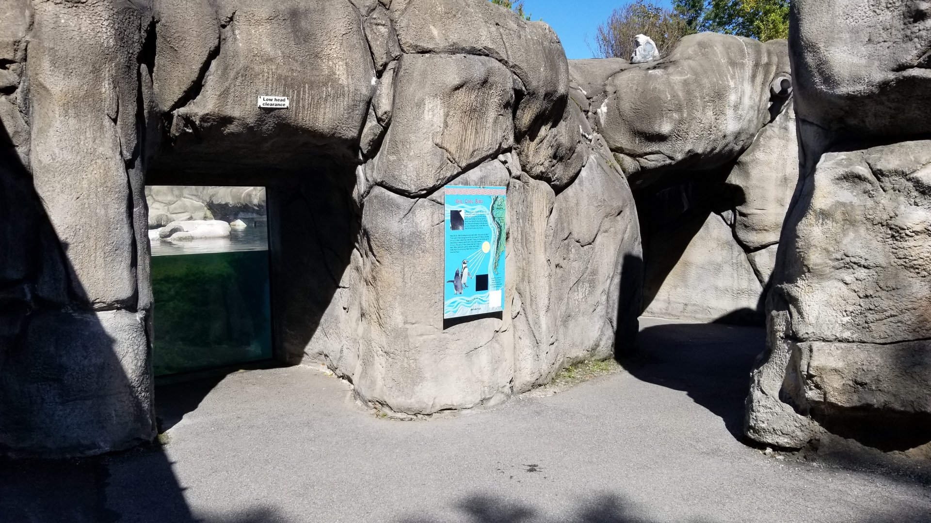 Rosamond Gifford - Huboldt penguins