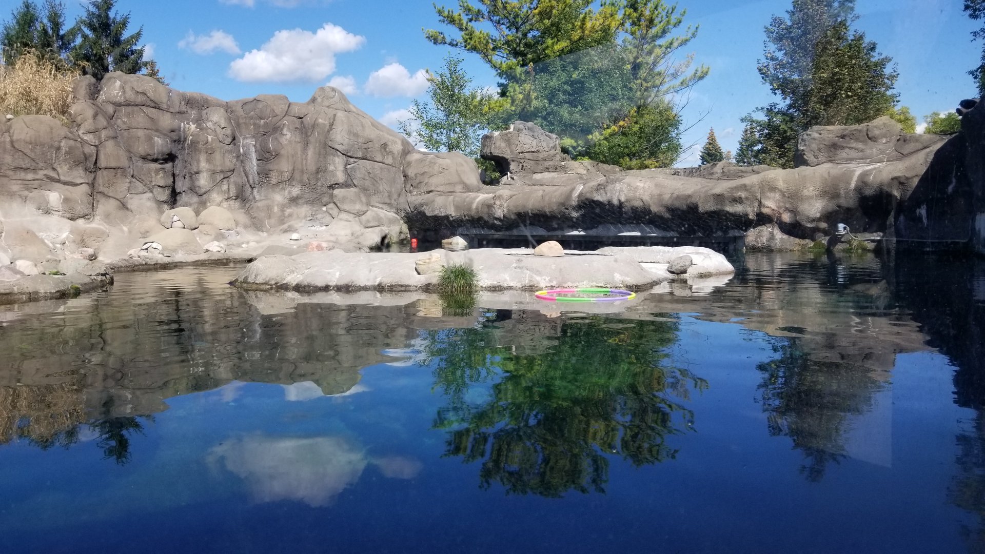 Rosamond Gifford - Huboldt penguins