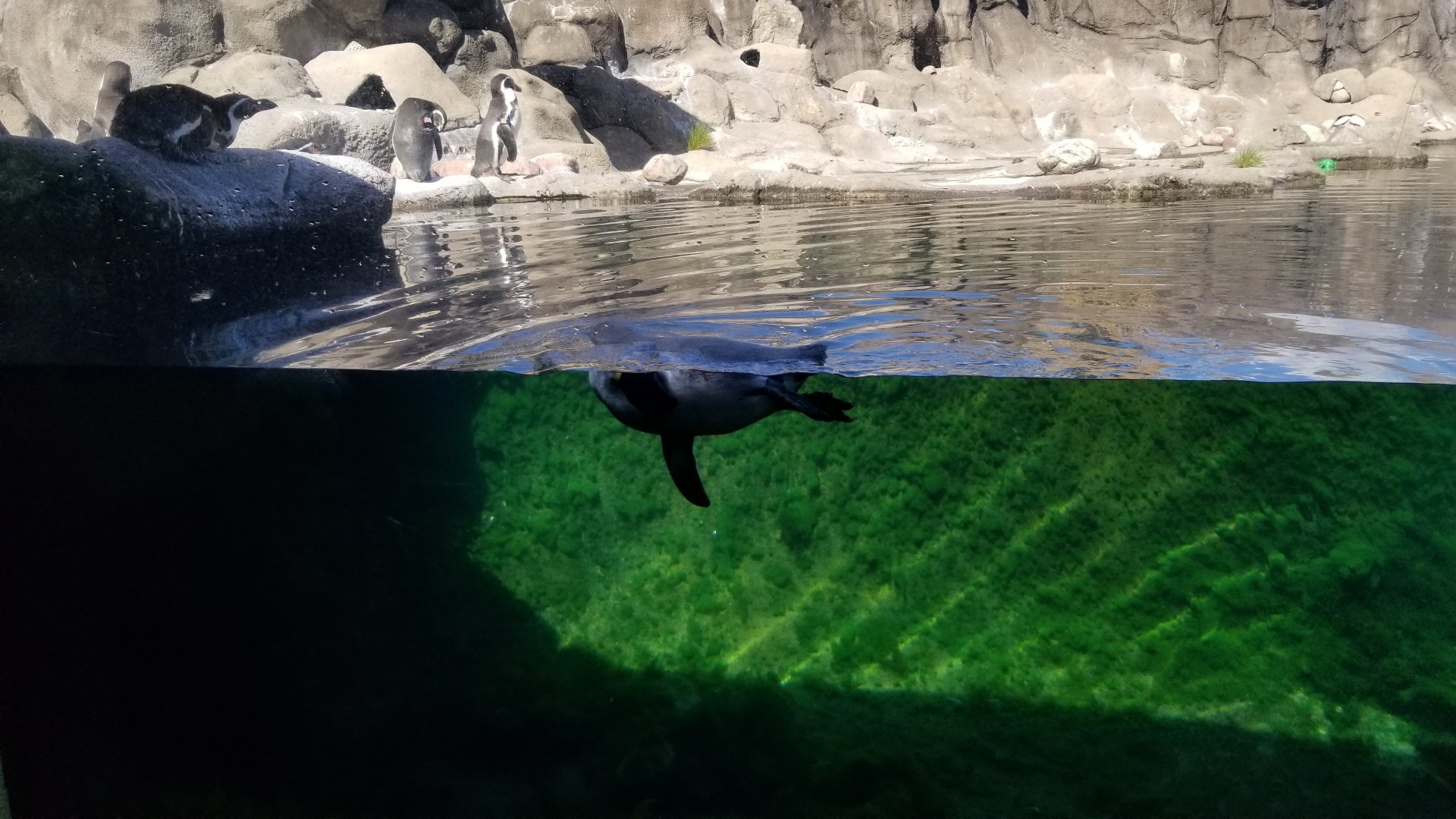 Rosamond Gifford - Huboldt penguins
