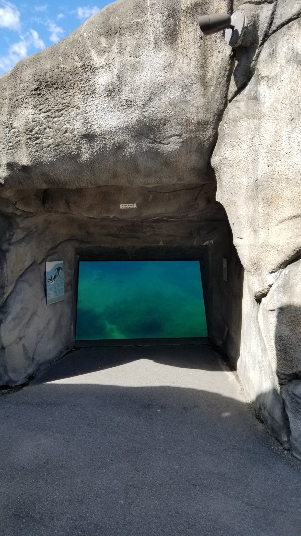 Rosamond Gifford - Huboldt penguins