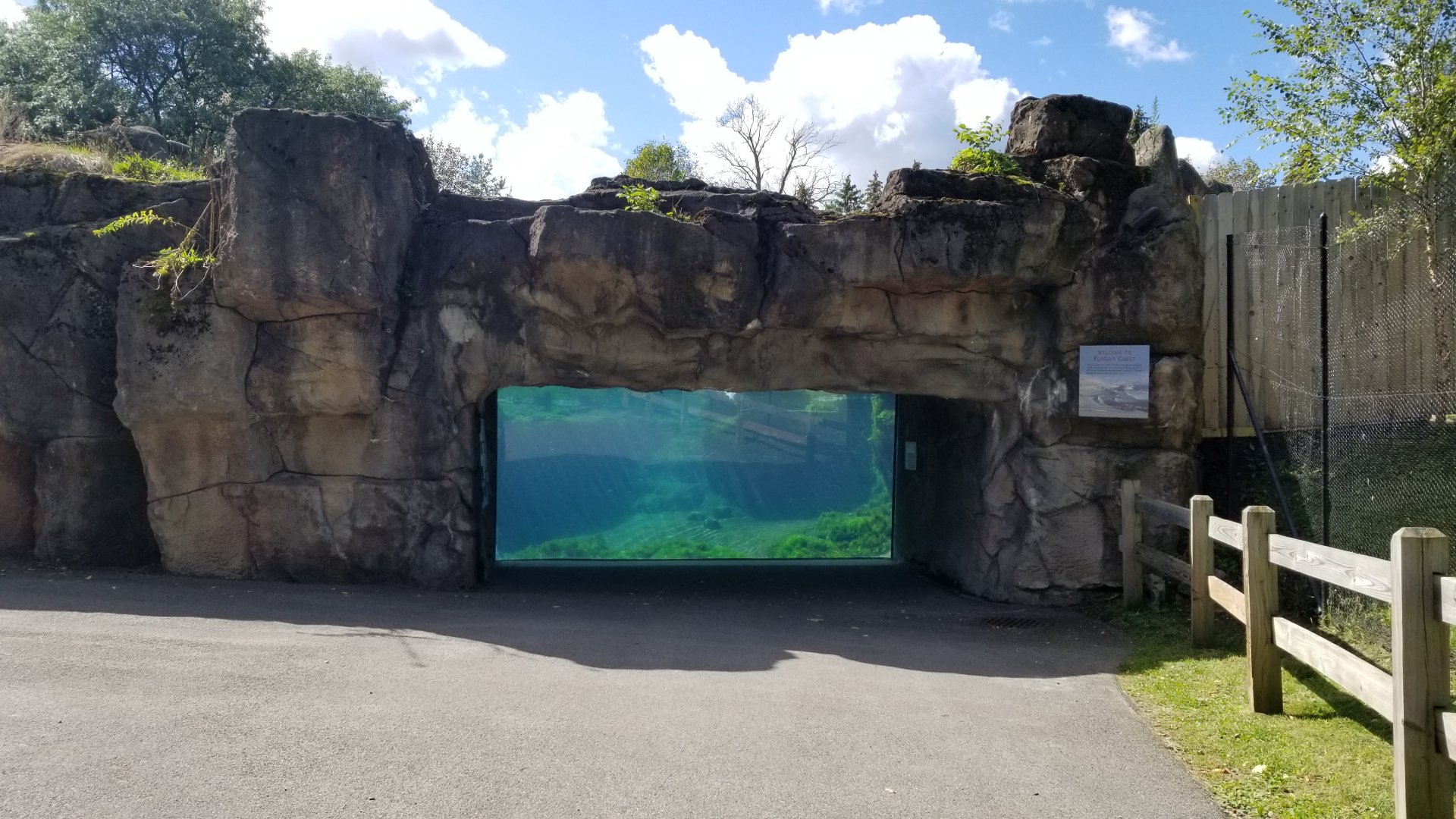 Rosamond Gifford - Huboldt penguins