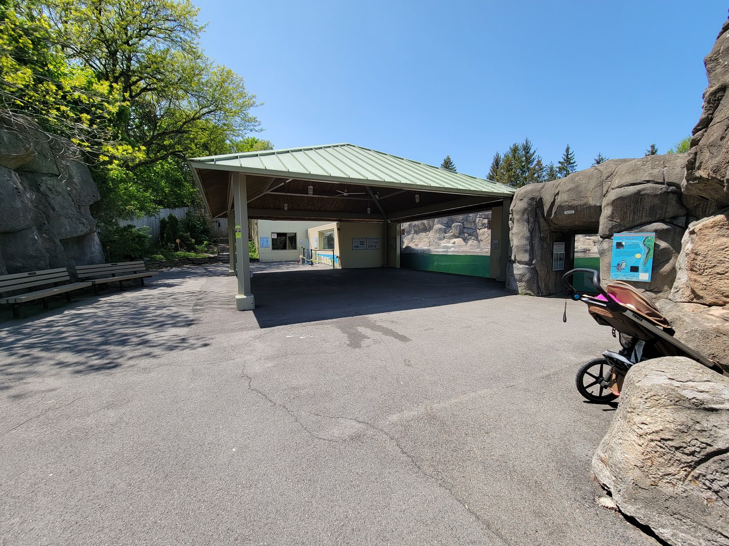 Rosamond Gifford - Humboldt penguins