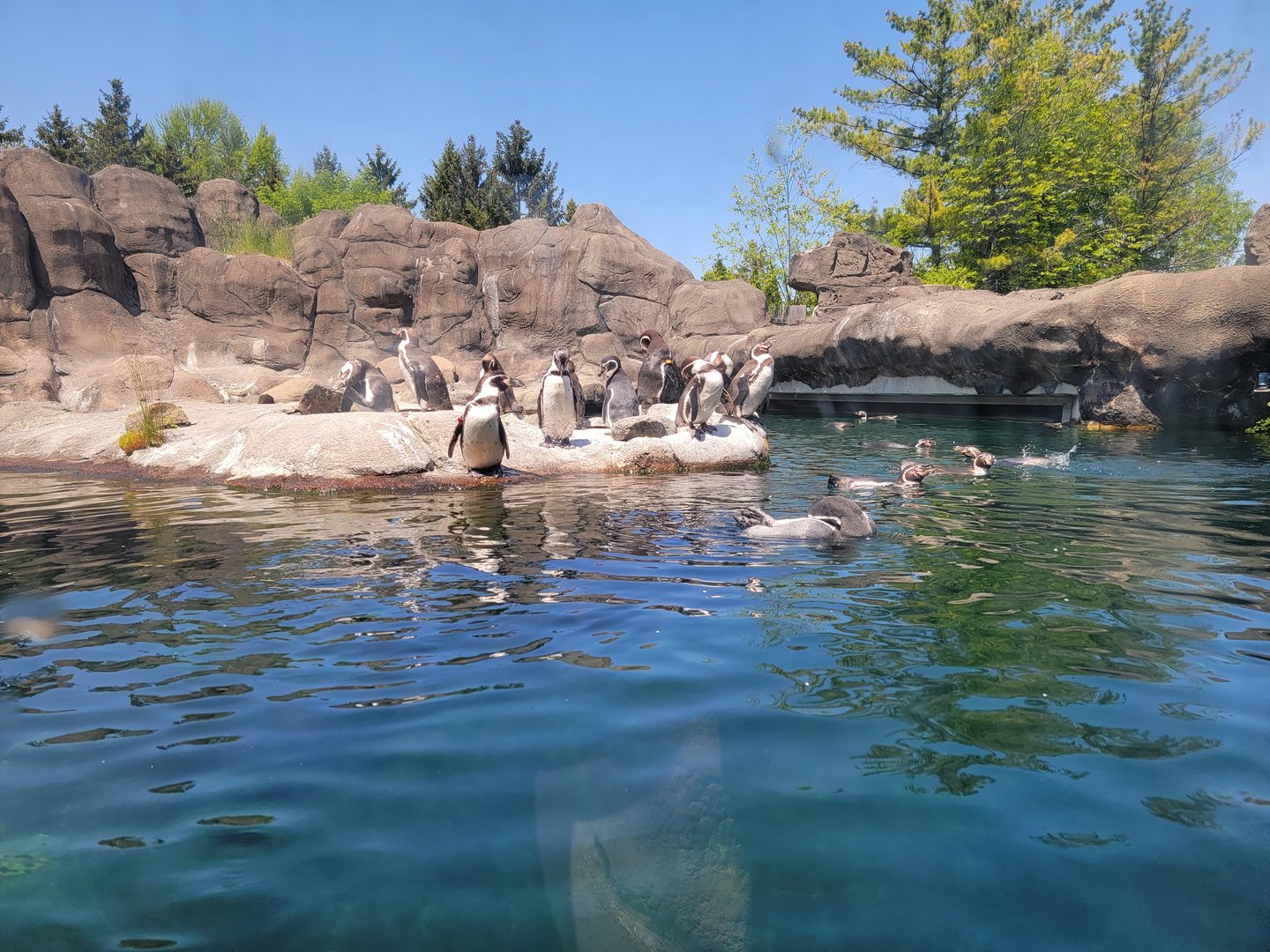 Rosamond Gifford - Humboldt penguins
