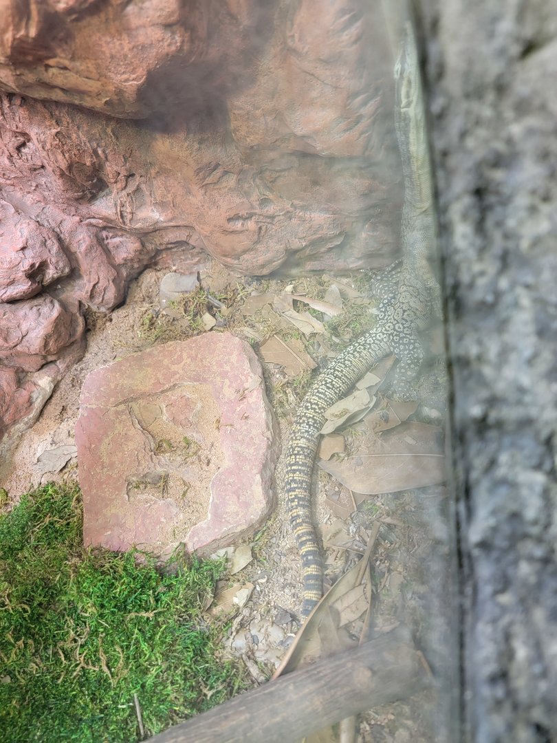 Rosamond Gifford - Kimberley rock monitor being awkward