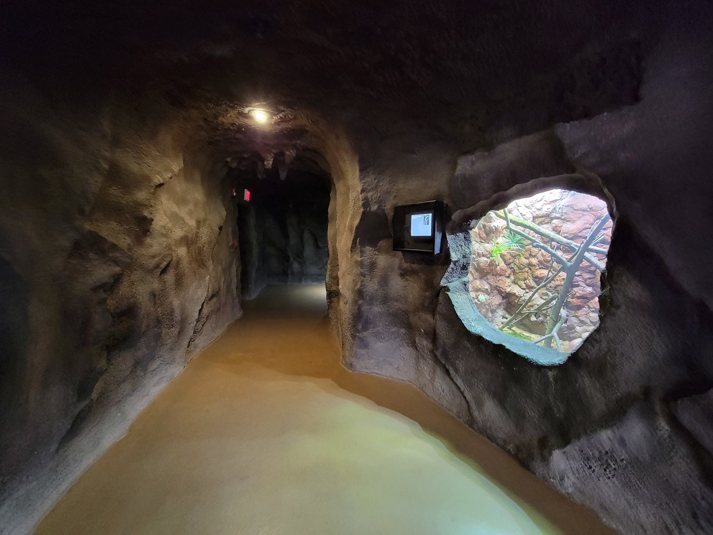 Rosamond Gifford - Kimberley rock monitor on right