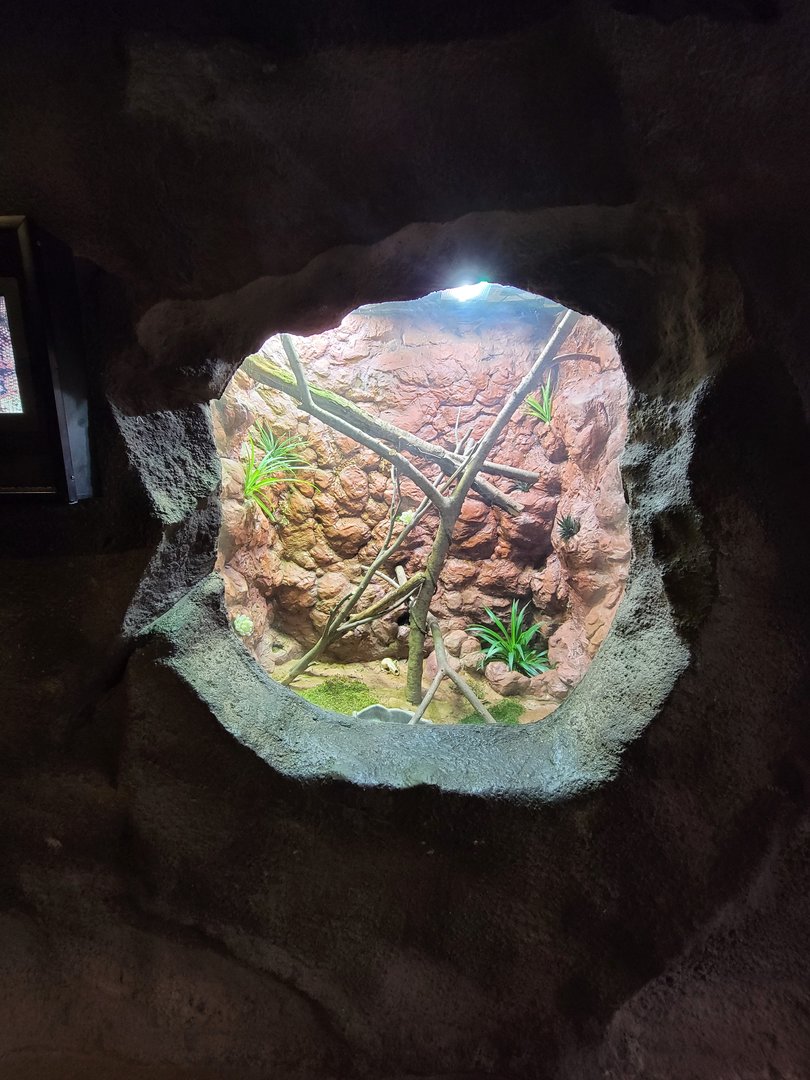 Rosamond Gifford - Kimberley rock monitor