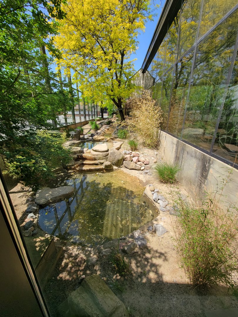 Rosamond Gifford - Komodo dragon outdoor exhibit