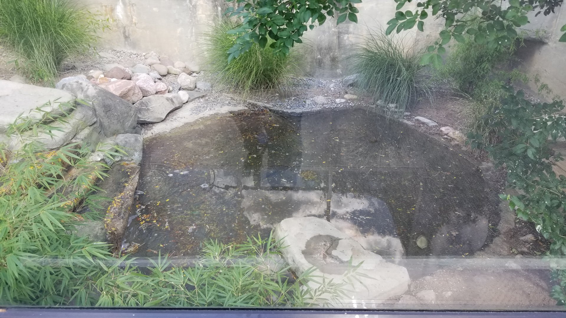 Rosamond Gifford - Komodo dragon / tropical aviary