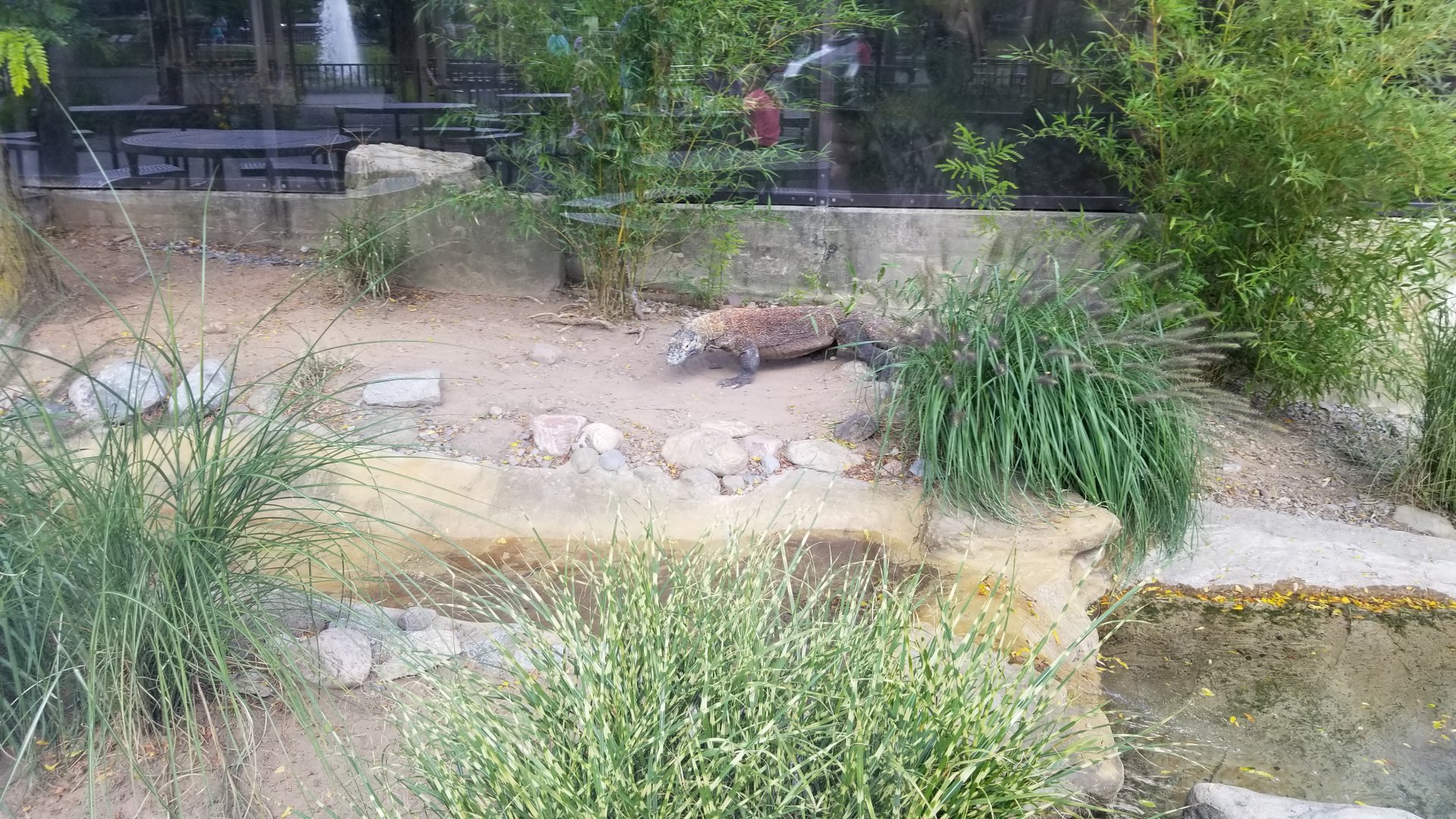 Rosamond Gifford - Komodo dragon / tropical aviary