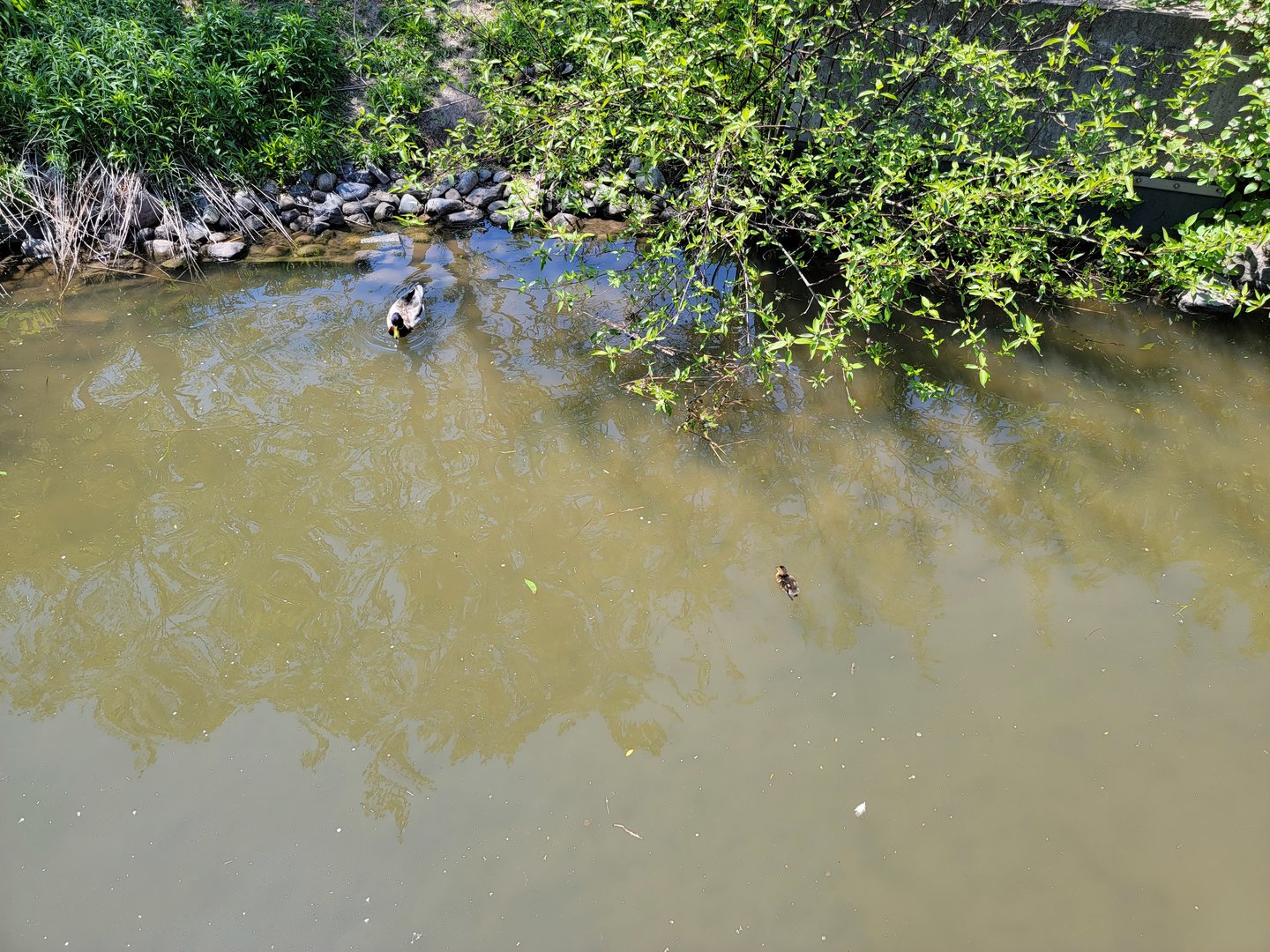 Rosamond Gifford - Mallard ducklings :)