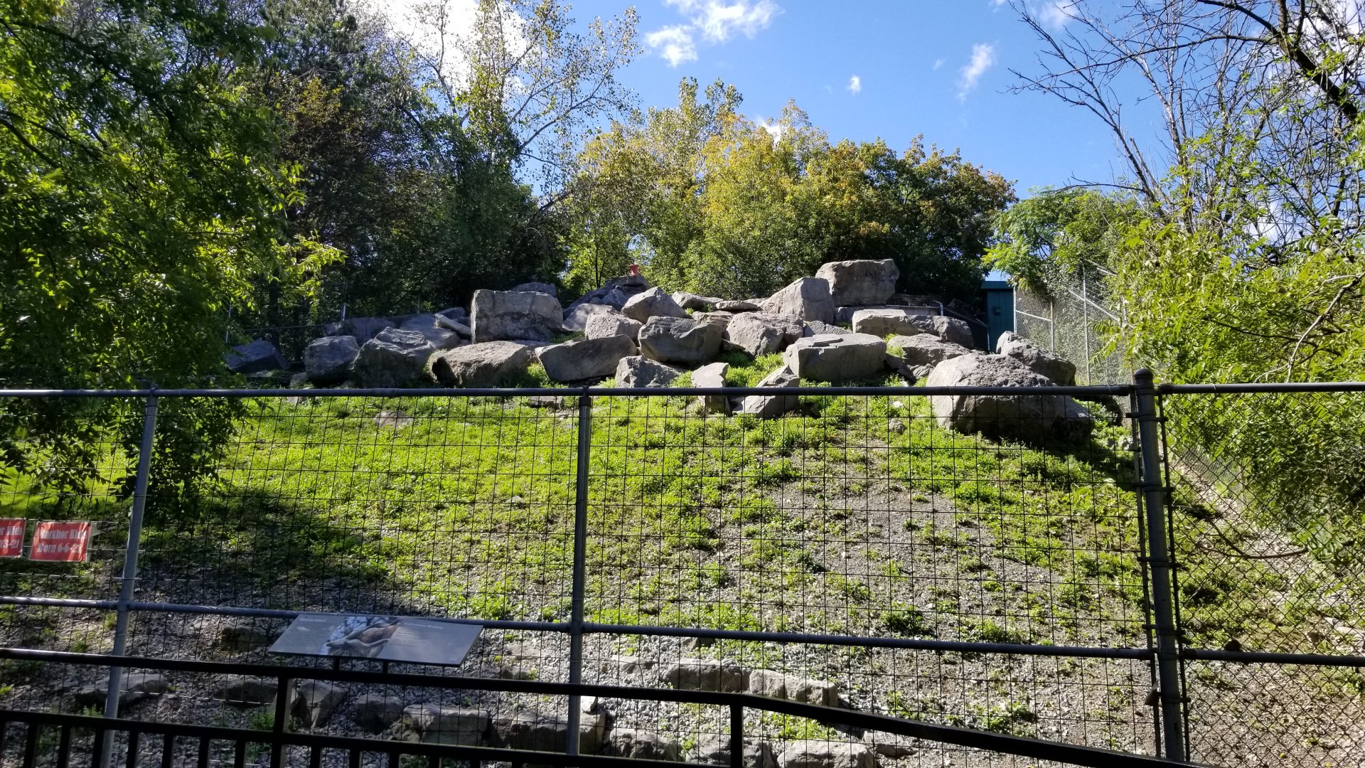 Rosamond Gifford - Markhor, at the very top