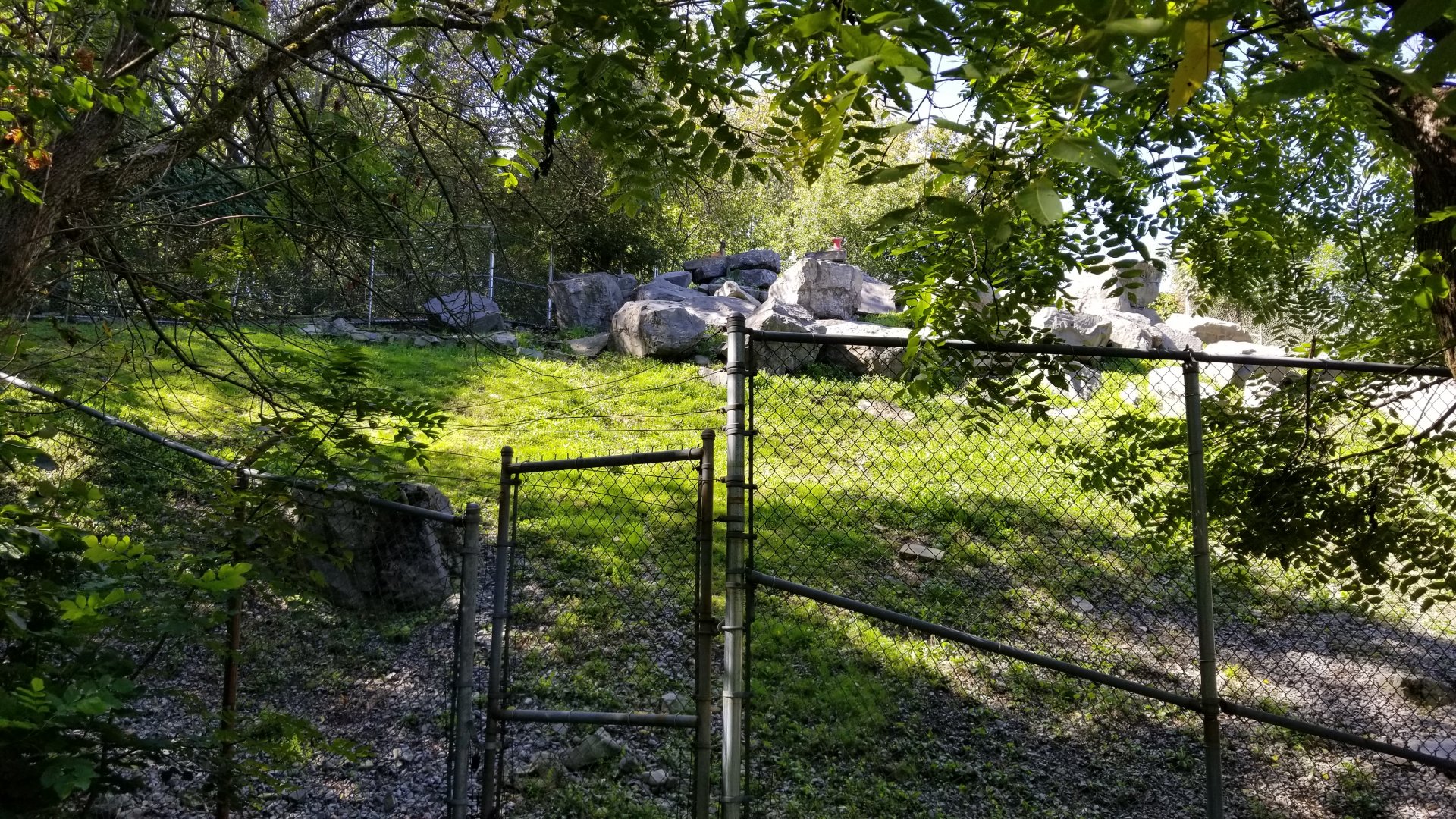 Rosamond Gifford - Markhor exhibit