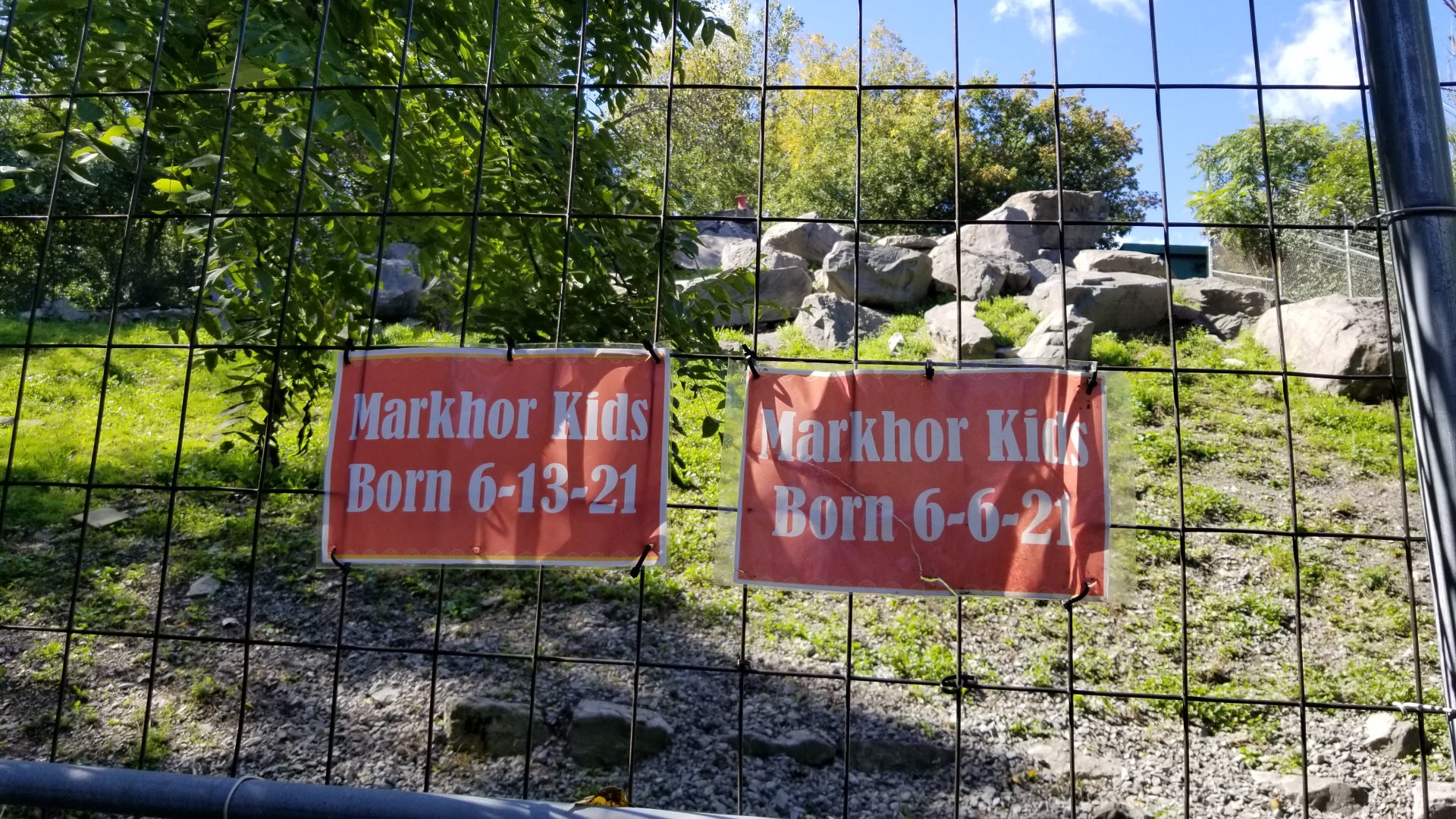 Rosamond Gifford - Markhor exhibit