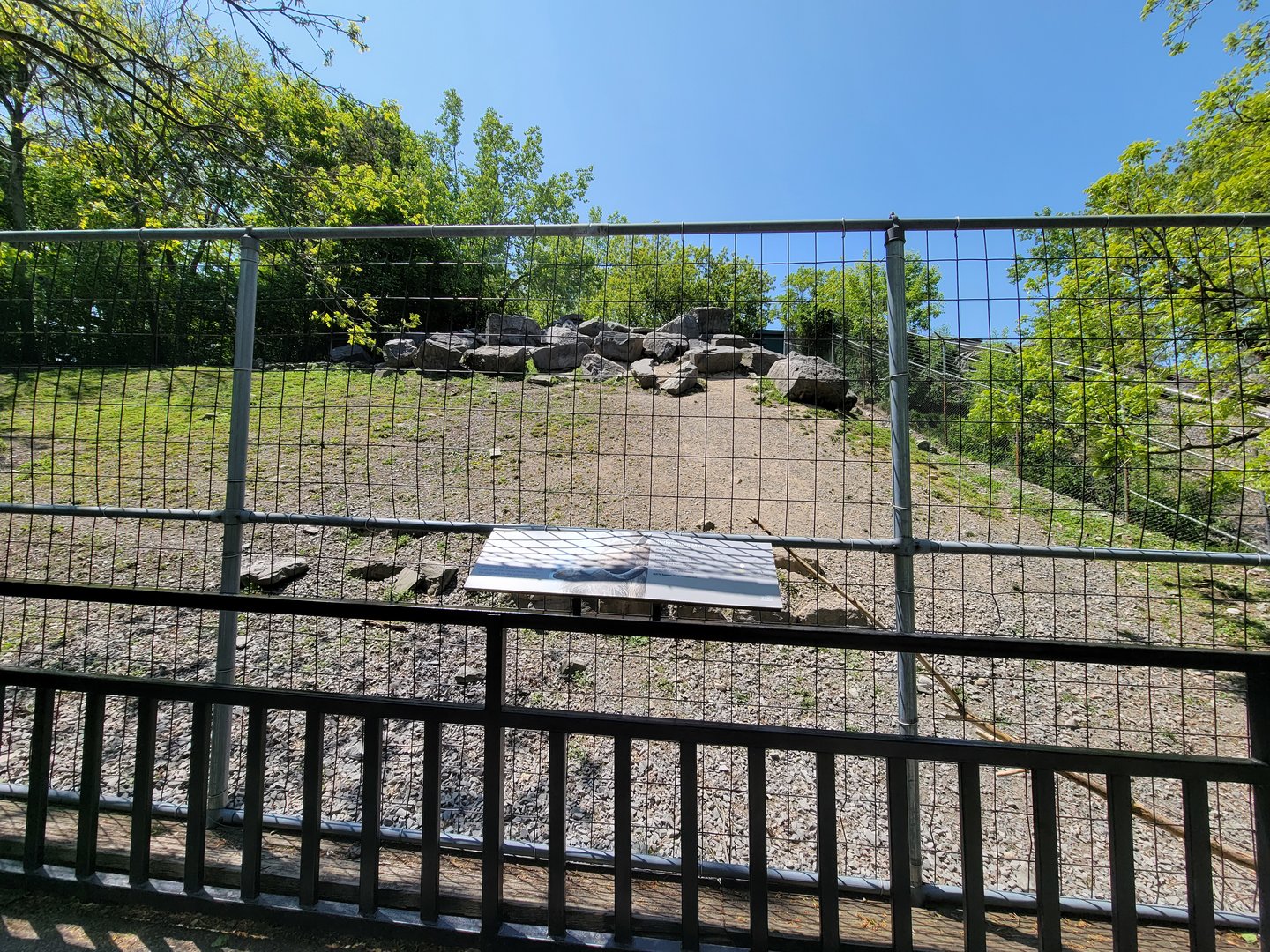 Rosamond Gifford - Markhor