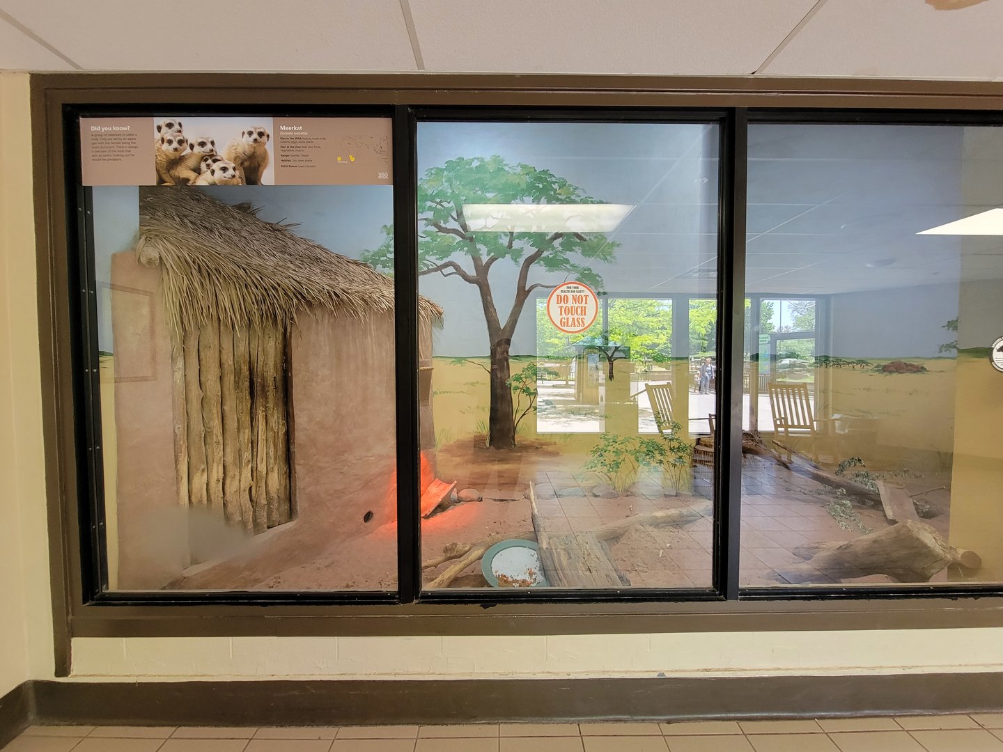 Rosamond Gifford - Meerkats (unseen) and cape porcupine