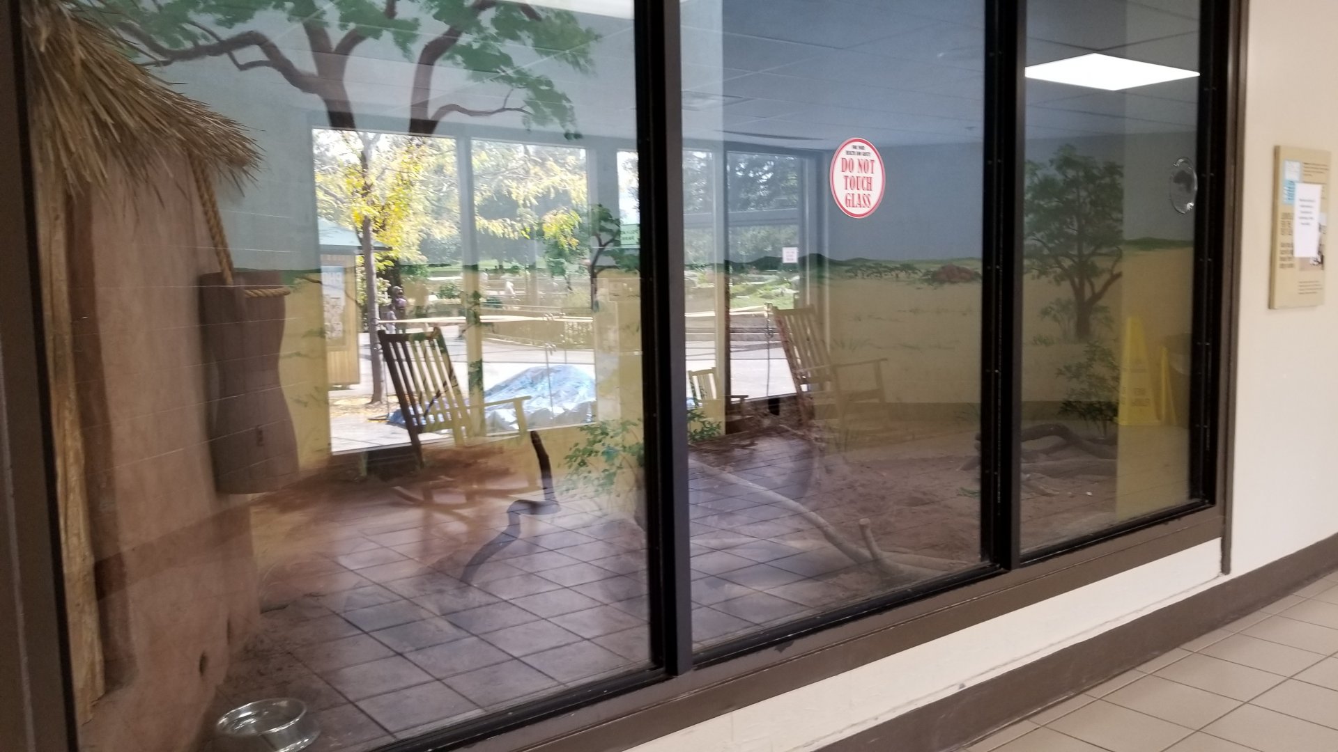 Rosamond Gifford - Meerkats