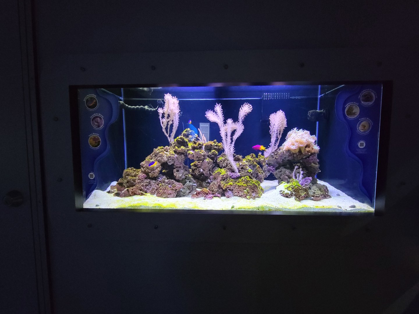 Rosamond Gifford - Moray tank, species in comments