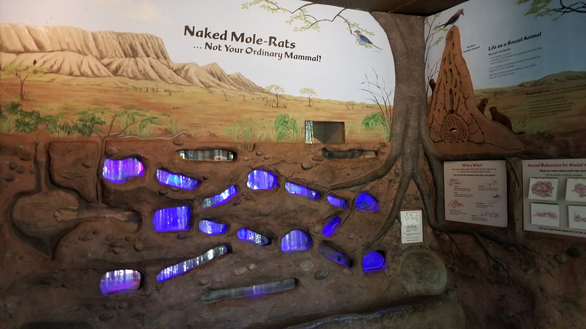 Rosamond Gifford - Naked Mole-rats