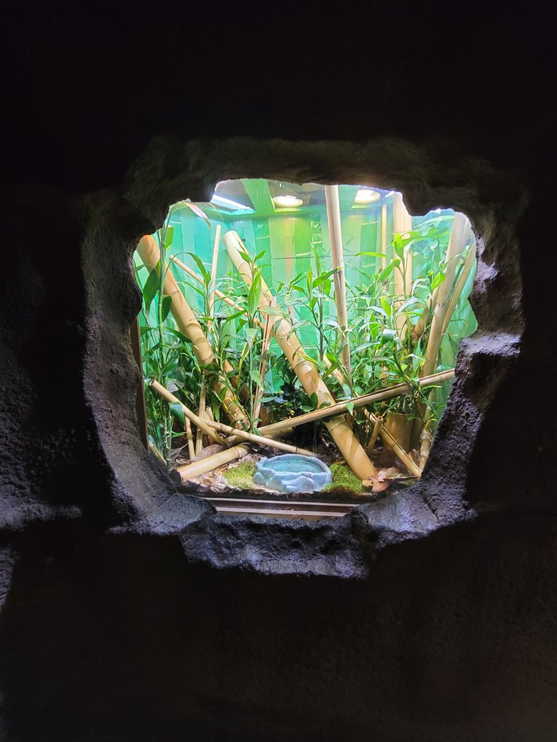 Rosamond Gifford - Neon/Yellow-headed day gecko