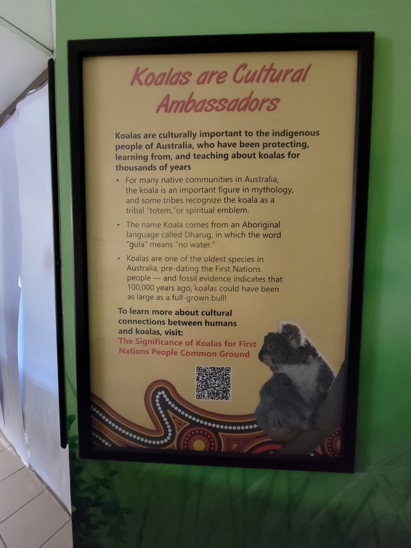 Rosamond Gifford - New koala signs for upcoming temporary exhibit