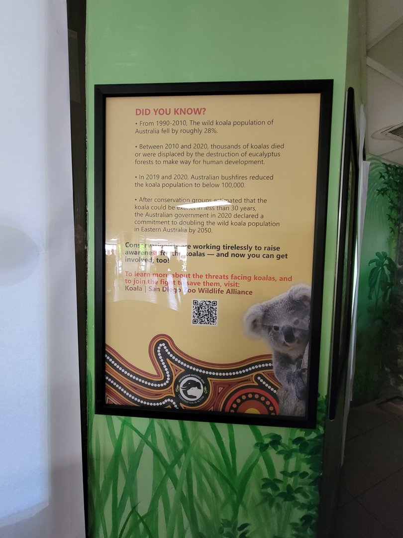 Rosamond Gifford - New koala signs for upcoming temporary exhibit