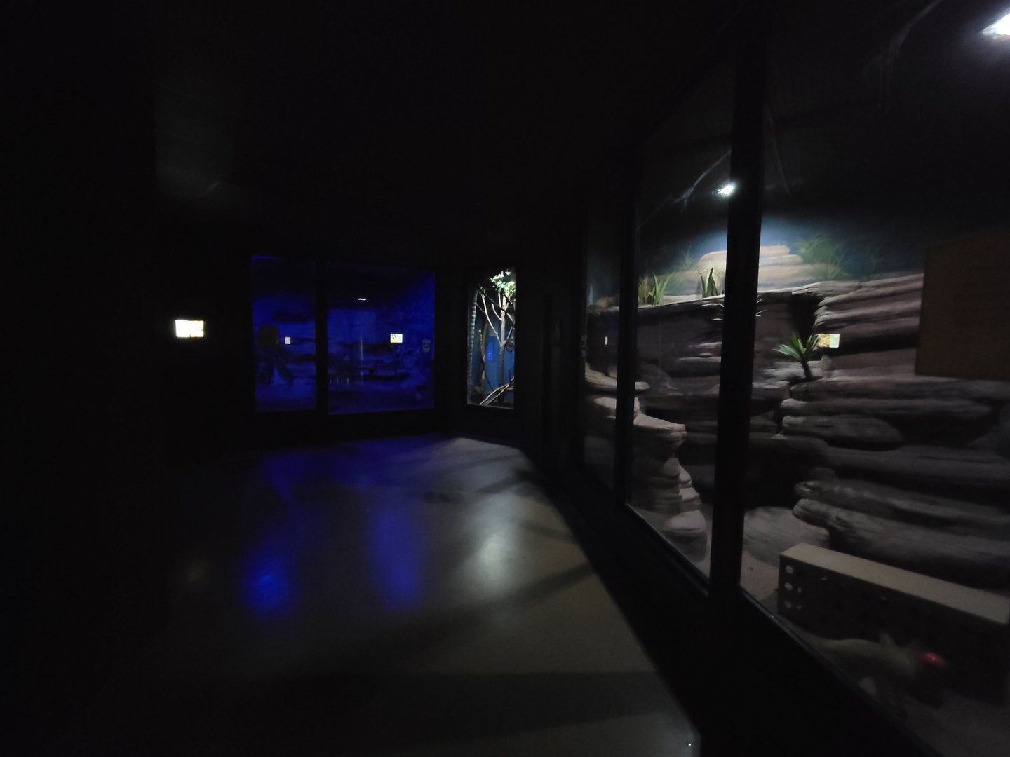 Rosamond Gifford - Nocturnal area (l-r kiwi, tamandua, fennec fox)