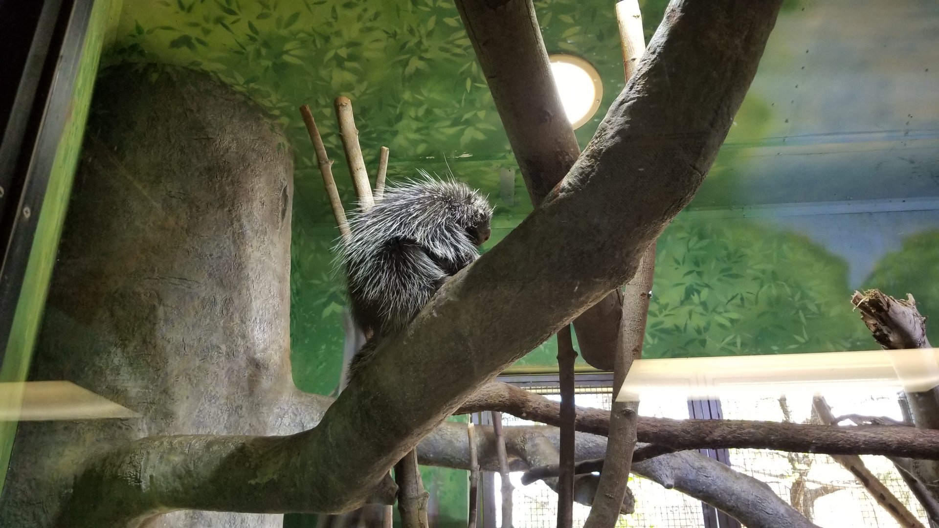Rosamond Gifford - North American porcupine