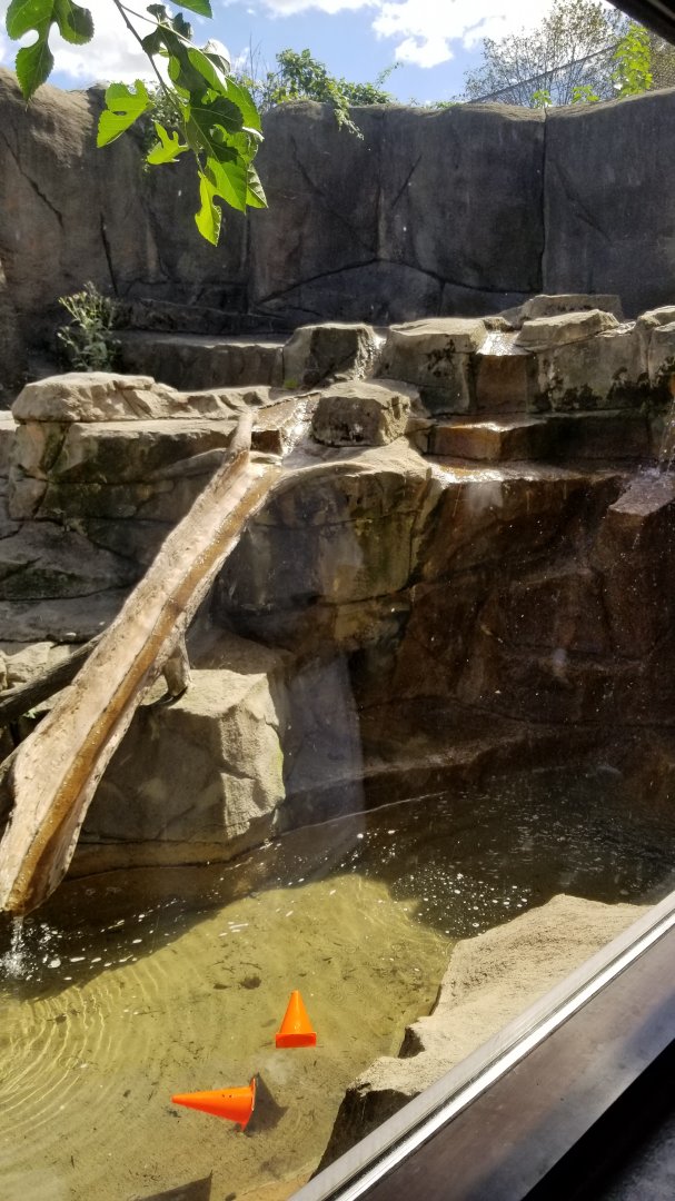 Rosamond Gifford - North american river otters