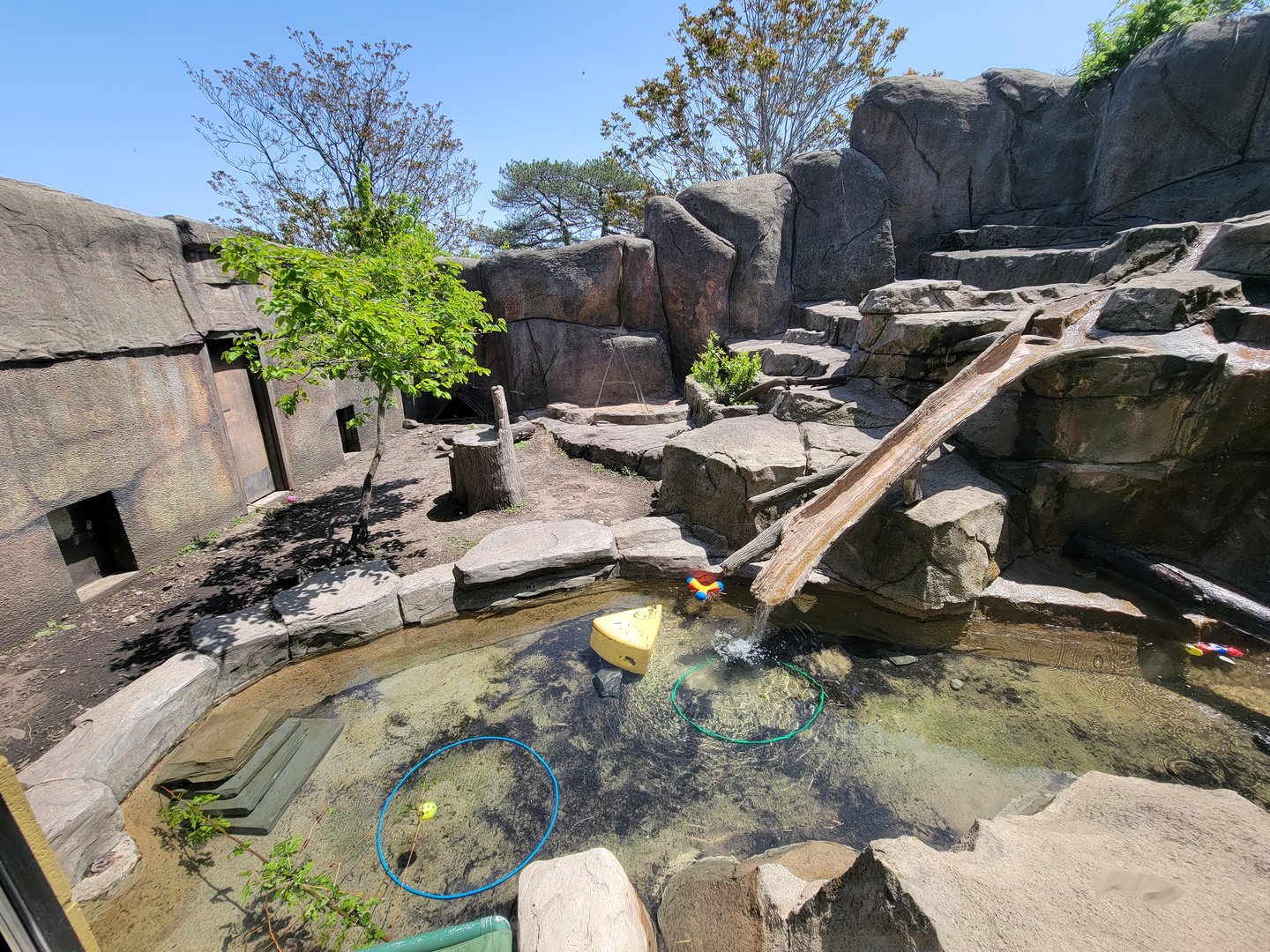 Rosamond Gifford - North American river otters