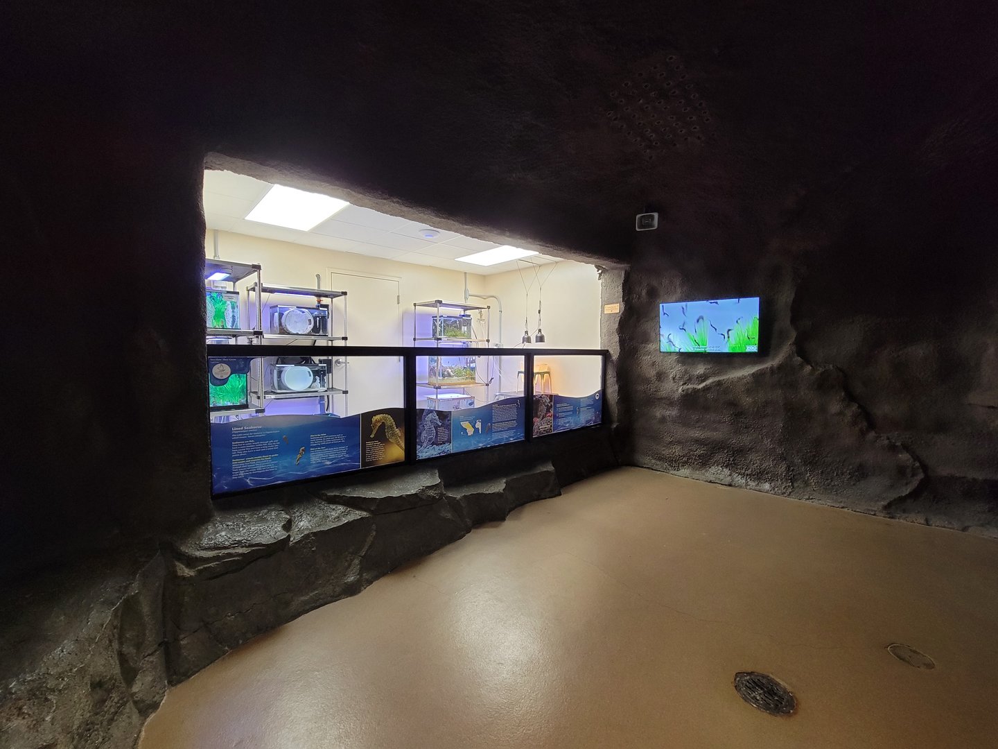 Rosamond Gifford - Northern lined seahorse breeding area