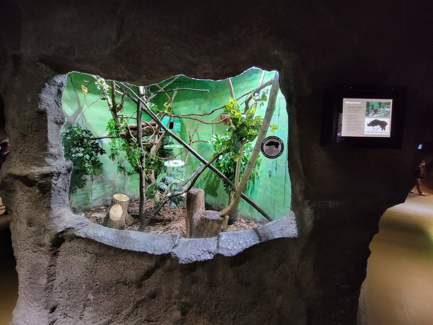 Rosamond Gifford - Northern treeshrew