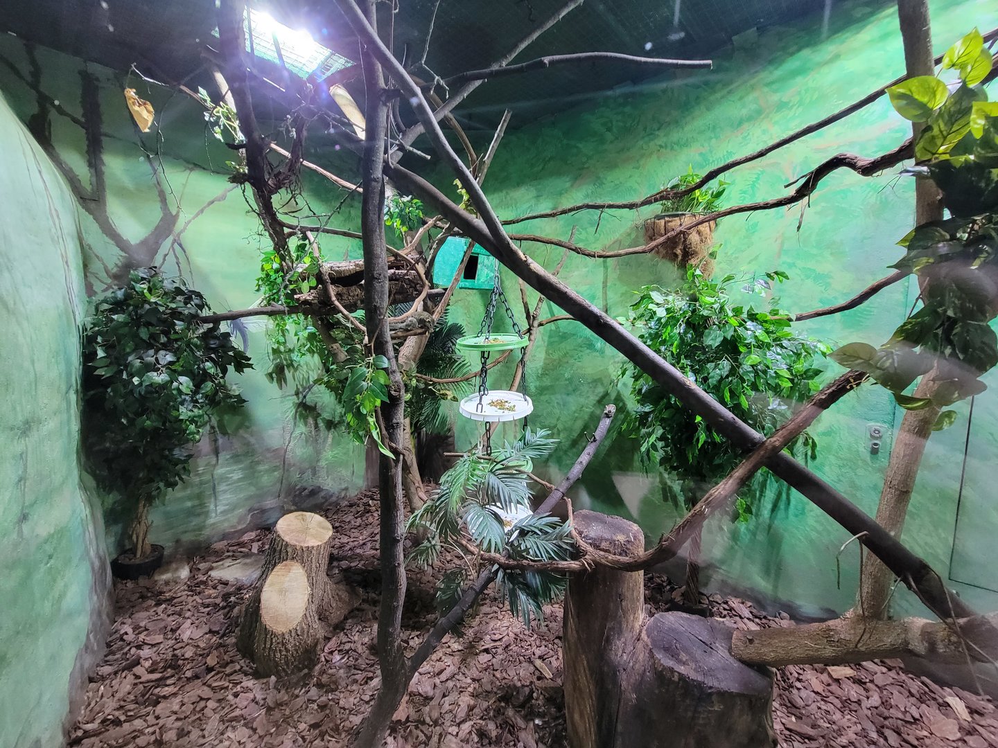 Rosamond Gifford - Northern treeshrew