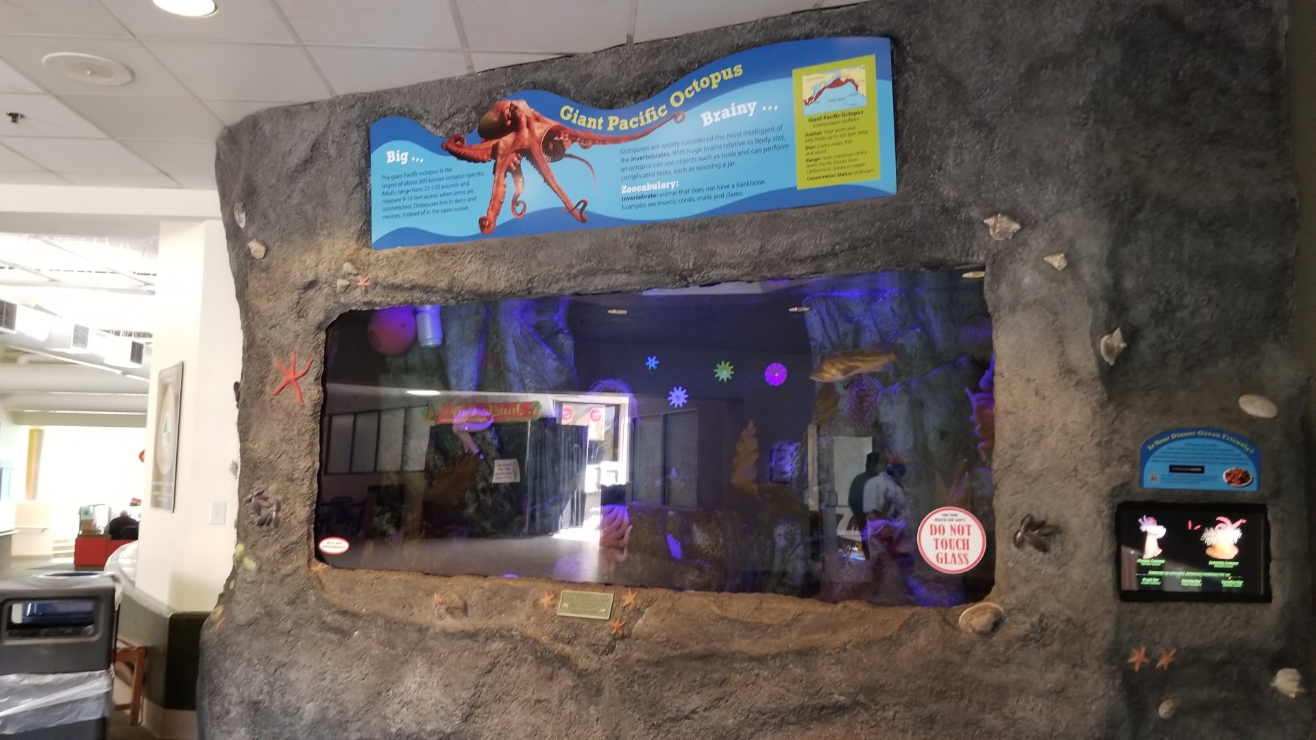 Rosamond Gifford - Octopus tank