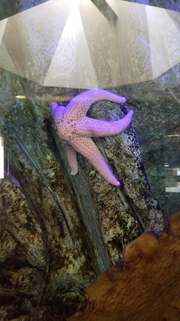 Rosamond Gifford - Octopus tank