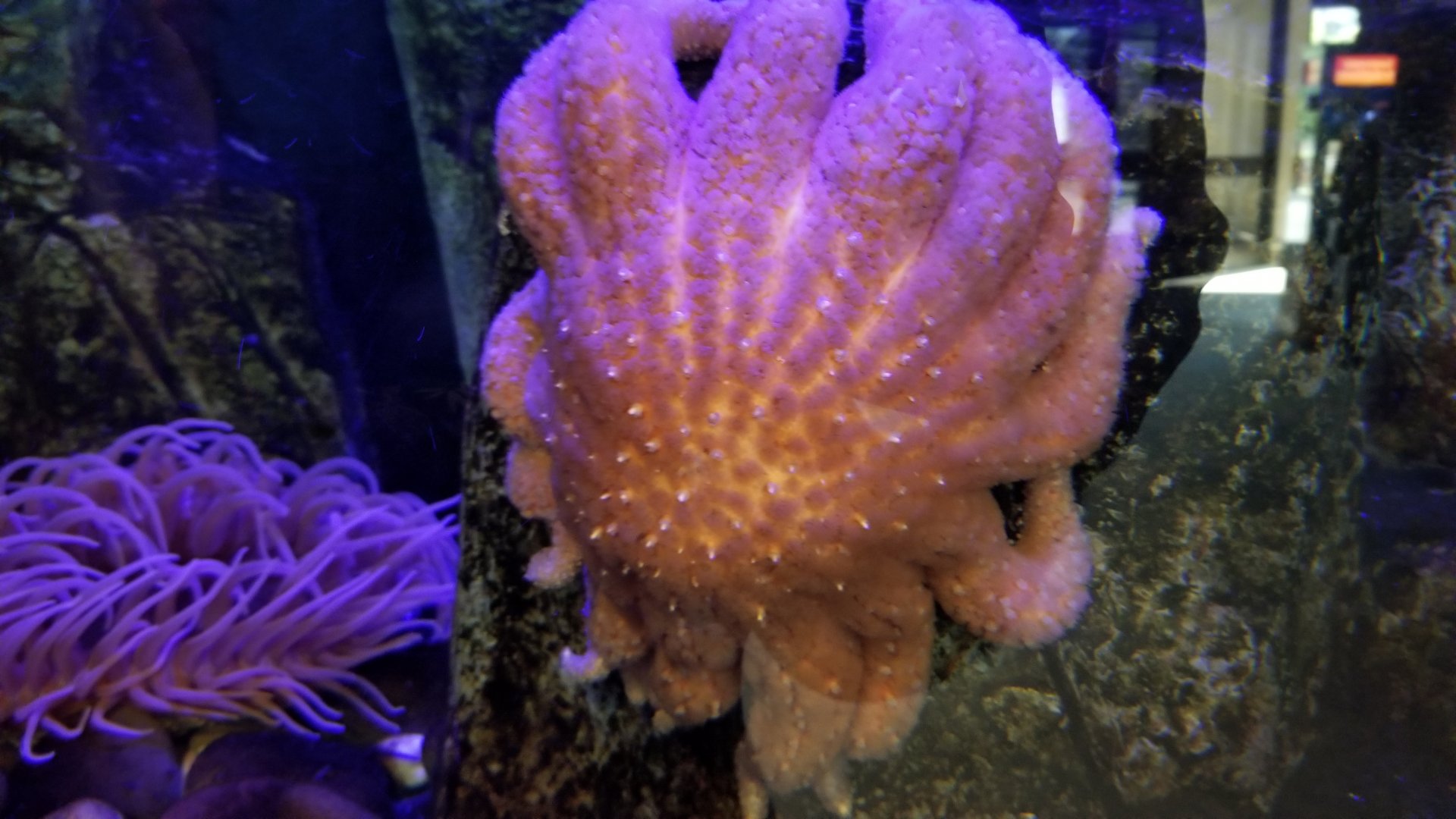 Rosamond Gifford - Octopus tank