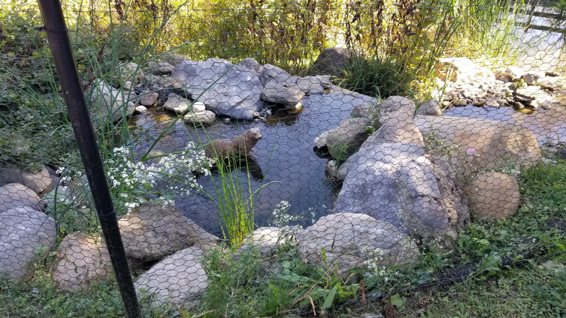 Rosamond Gifford - Otter statue in Blue crane exhibit