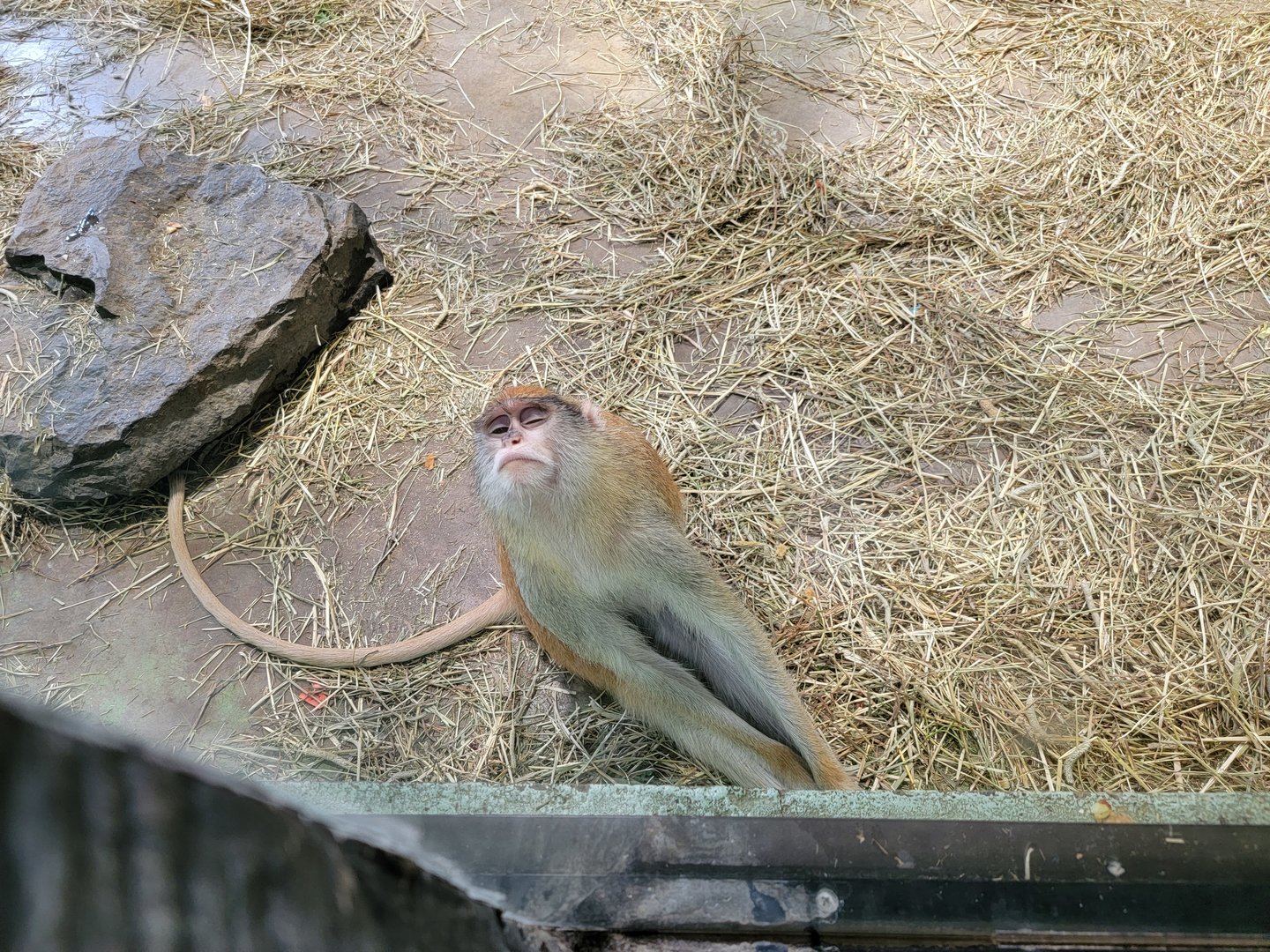 Rosamond Gifford - Patas monkey sleeping