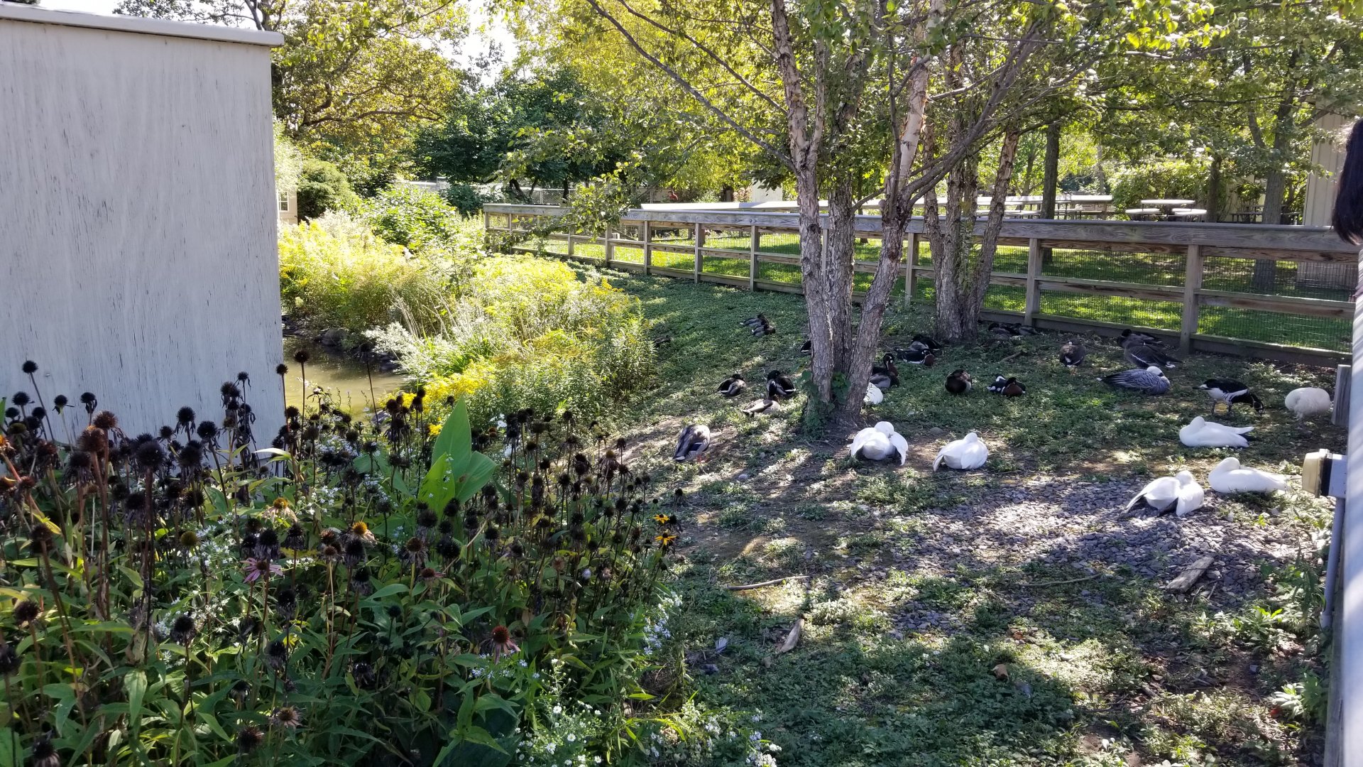 Rosamond Gifford - Pond waterfowl