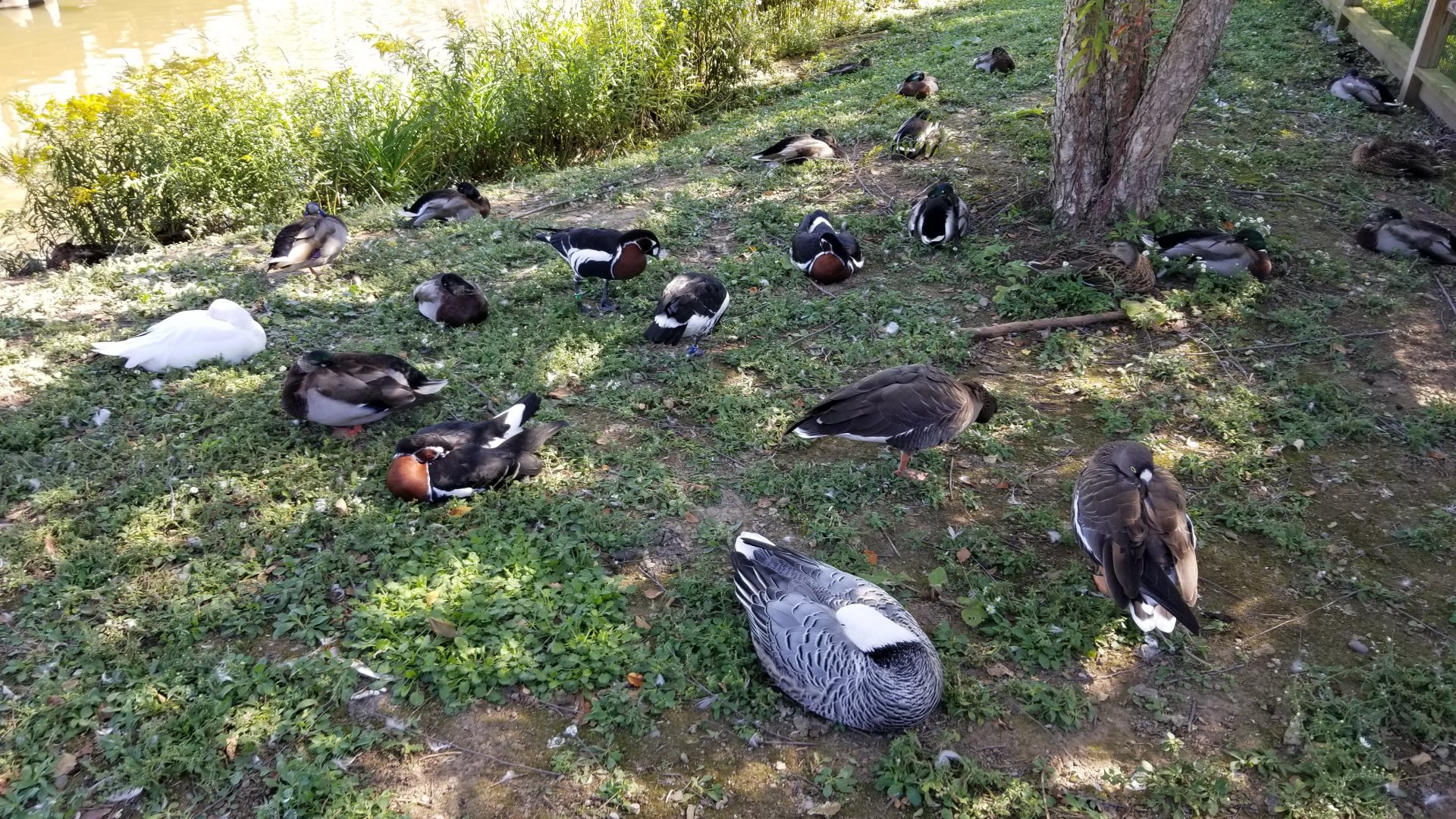 Rosamond Gifford - Pond waterfowl